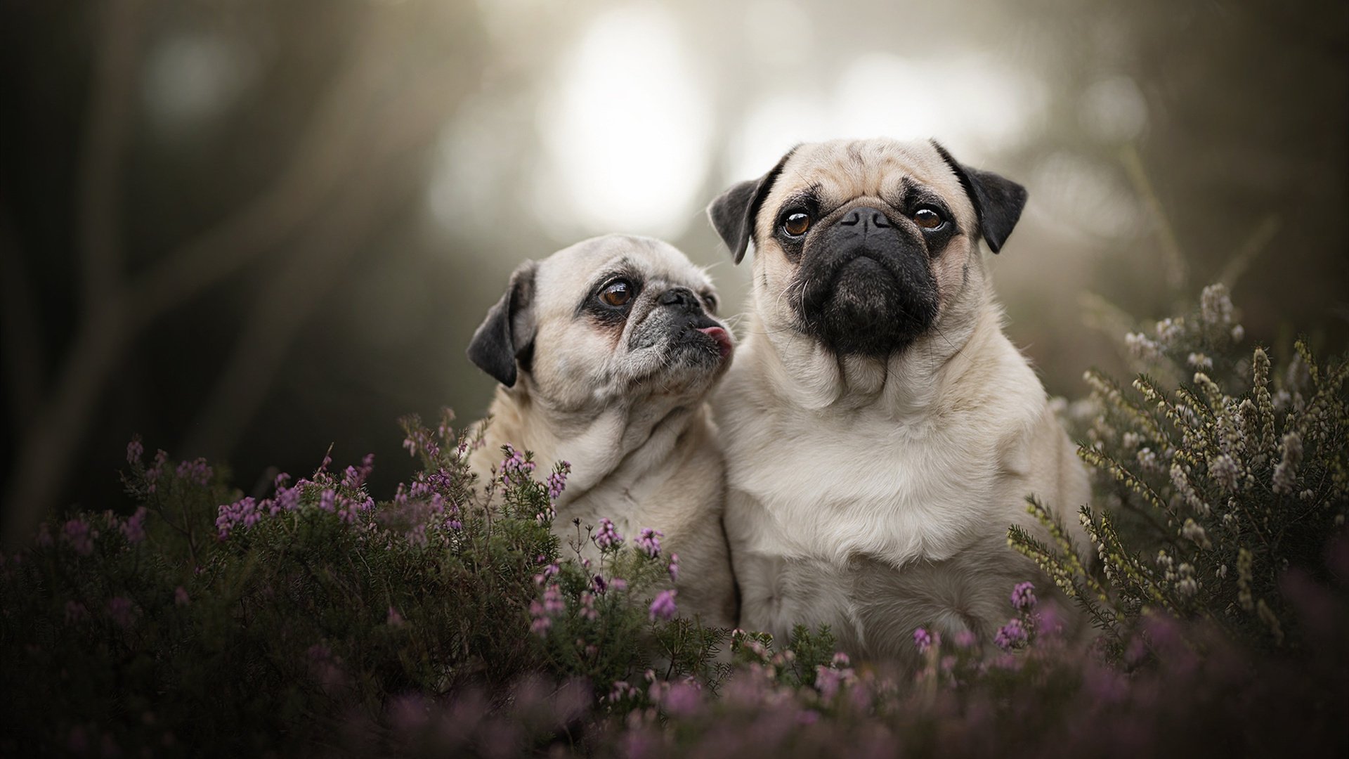 骑士关键战突围太阳，拉梅洛在欧冠半决赛接管比赛